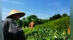 开始报名啦！五一假期，长沙九溪古寺喊你来喫茶