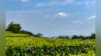 山東日照：茶園綠浪涌 指尖采摘忙