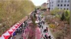长春财经学院首届梅花文化节盛装启幕