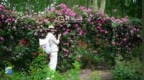 德州：“莫奈花園”月季盛放 開啟浪漫賞花季