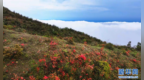 江西上猶：雙溪草山杜鵑花“邂逅”云海