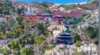 五月泰山海棠盛放 青山綠樹間鋪就夢幻花海