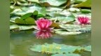 睡蓮悄然開放 花葉相映初夏美景