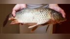 闫涛：神都有鲤