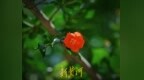 泉城公園石榴花開 紅艷嬌俏