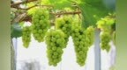 潍坊再添12个全国名特优新农产品！入选总数全省第一