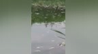 安徽亳州一河道被指出现大量死鱼，当地环保部门回应！