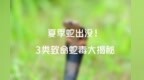 夏季蛇出没！3类致命蛇毒大揭密