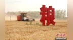河南尉氏：搶抓晴好天氣收麥歸倉