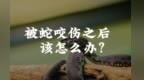 进入高发季！毒蛇咬伤后急救要点