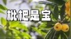 一颗枇杷润五脏，进入6月趁鲜吃！不过要注意3件事