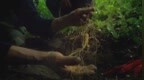 人参讲堂：人参治虚损 促进精力恢复