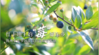 鳳見第201期：紅土地上的 “莓”好東鄉(xiāng)