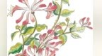 炎炎夏日　喝金银花茶最搭