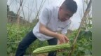 441项检测“无农残” 南昌本地苦瓜引来省外客商