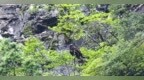 国家一级保护动物金雕现身湖北堵河源保护区