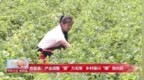 农安县：产业调整“膜”力无限 乡村振兴“棚”勃向前