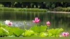 湖北武汉：雨荷映夏诗意满