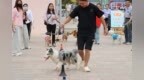 爱宠有方不掉“链”　金川区文明新风“犬”靠大家
