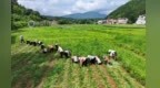 江西印发实施方案 强化农业农村项目资金监管