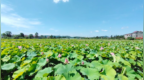 泰和：夏至荷花美