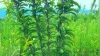 东西部协作绘就新图景！普格蜂糖李产业乘东风 “甜” 向全国