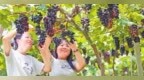 泰和縣：采摘葡萄樂趣多（圖）