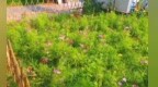 柘城縣：“搶雨歇”播撒春色  讓城市“斑塊”蝶變“花海”