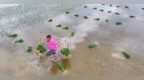 鉛山縣：夏季種稻忙（圖）