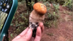 大理野生菌被指遭游客掠奪式采摘：有人掘地三尺找菌子