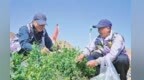 兰州新区搭建“折翼天使”劳动实践平台