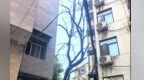 安源區(qū)楓樹灣社區(qū)一7層樓高樟樹枯死 居民擔(dān)心“禍從天降”