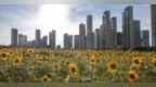 南昌：夏日時節(jié)向日葵盛開 金色花?！白怼庇稳? width=