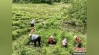 贛江觀瀾：贛鄱大地“一村一品”何以推動鄉村產業“百花齊放”？