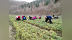 临江红松苗圃托起乡村振兴新希望