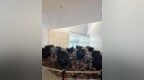 走向远方的凝视：任戎《故乡·远方》中的象征体系与文明记忆