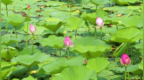 查干湖：万顷碧波绘盛景 渔猎风情引客来