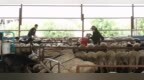 洮南：“羊”帆起航兴产业 “畜”势赋能乡村振兴