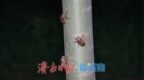 阵阵蝉鸣中，听见济南生态答卷