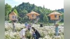 陇山含翠鹿鸣呦呦　渭水源头夏韵清凉