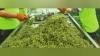 江津花椒香飘“美味中国行”展示产业创新与美食文化魅力