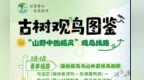 古树观鸟图鉴—4大主题20条线！玩转黄山→  | 皖美夏日