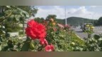 威海高区“玫瑰大道”迎来今年第二次“爆花”