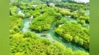 聊城：竹色溪下绿 荷花镜里香