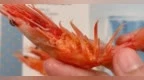 一年吃掉5万吨！中国如何成为北极甜虾全球大进口国之一