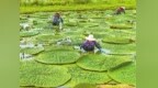 芡實豐收采摘忙