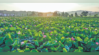 广昌11万亩荷花竞相绽放（图）