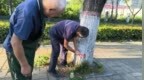 柘城縣：奏響秋季綠化提質“四部曲” 繪就城市綠色新畫卷