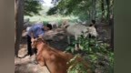 河南魯山：脫貧戶趕著牛群奔富路