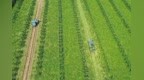 沁陽黑皮冬瓜種植帶動2萬農民增收